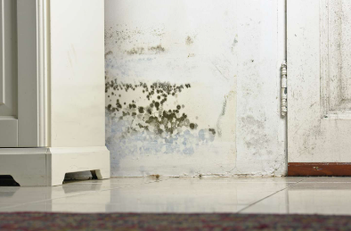 Mold Growth In Your Home