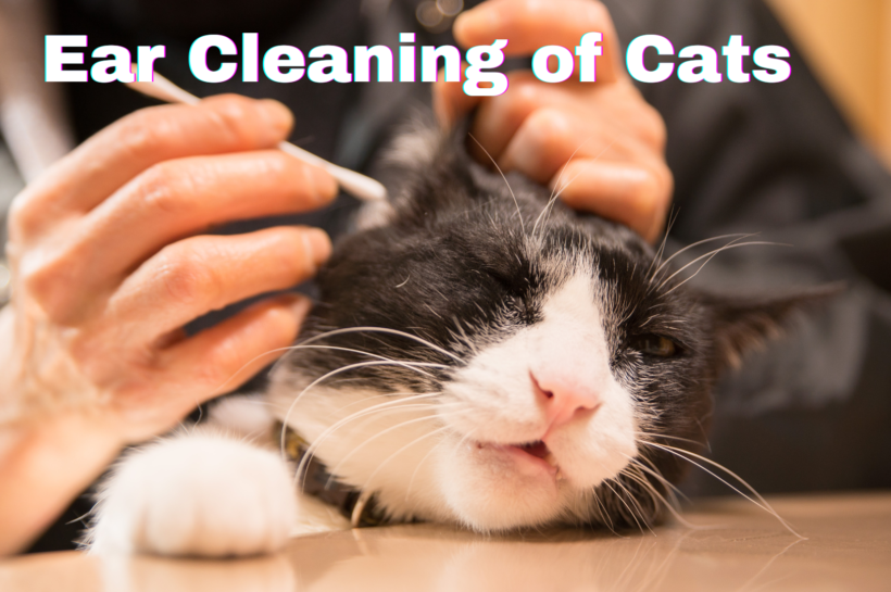 ear cleaning solution for cats