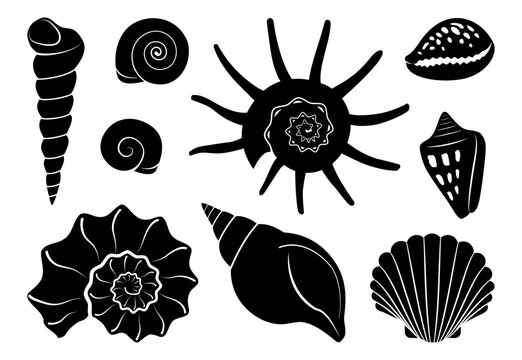 Clip Art:0dsizal59ke= Shell