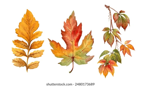 Clip Art:5oesxuispmg= Fall Leaves Images