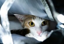 quality calico bags guaranteed