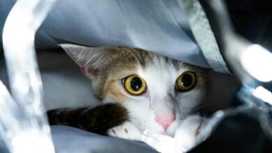 quality calico bags guaranteed