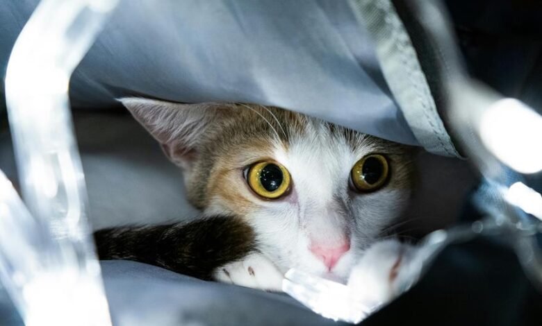 quality calico bags guaranteed