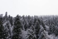 russian midnight blizzard coverage